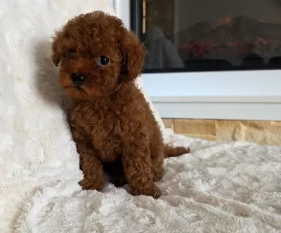 Toypoodle Minik Yavrularimiz