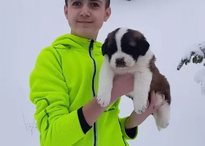 Dev Minik Saint Bernard