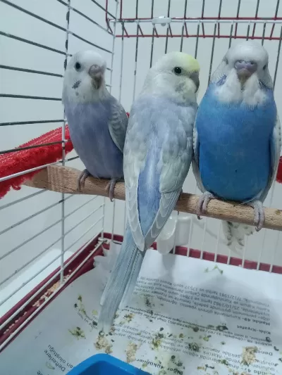 Sağlıklı Yavru Ev Kuşlarım