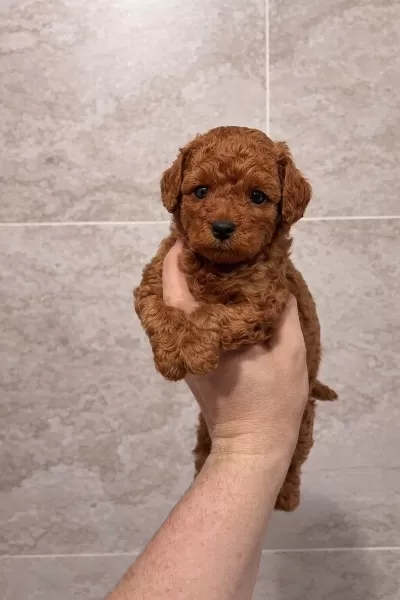 Ruhsatli Poodle Evinden Garantili Yavrulari