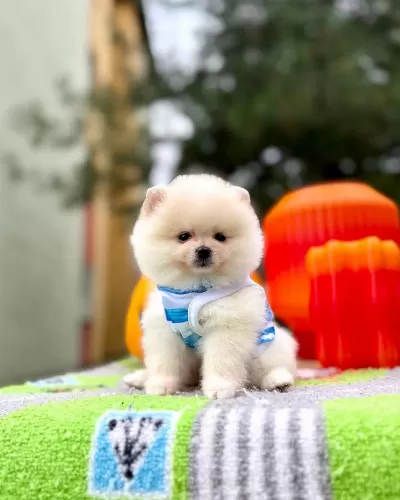 Orjinal Pomeranian Boo