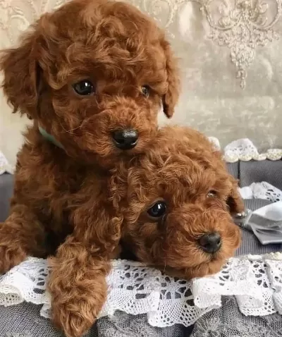 İrk Güzeli Toy Poodle Bebekler