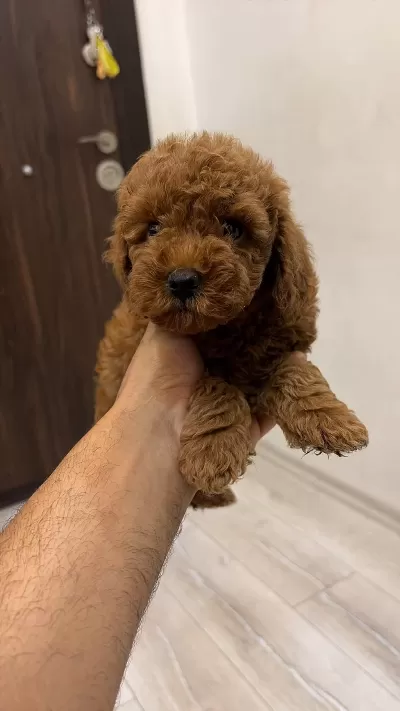 Evinizin Neşesi Poodle Bebekler