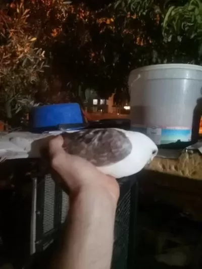 Bende Satılık 1 Tane Güvercin Var