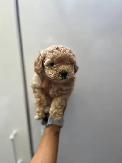 Anne Maltipoo Baba Toy Poodle