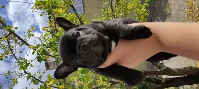 A Kalite French Bulldog Yavrular