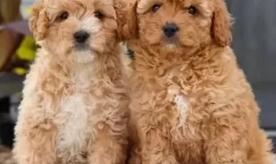 Malti Poo Ci Nsi Sevi Mli Yavrular
