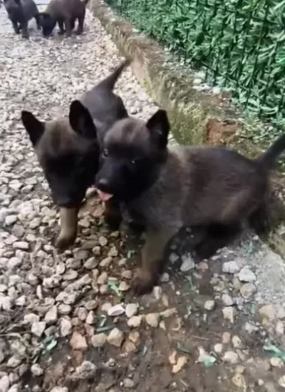Belçika Kurdu Maskeli Ve Kaliteli