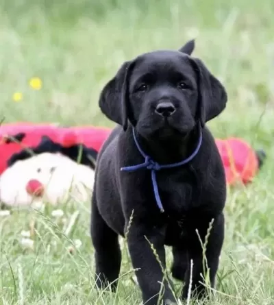 Bi̇r Bi̇ri̇nden Güzel Labrador Retri̇ever Yavrulari