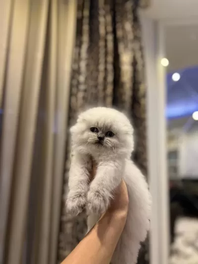 Scottish Fold Longhair Yavrularim