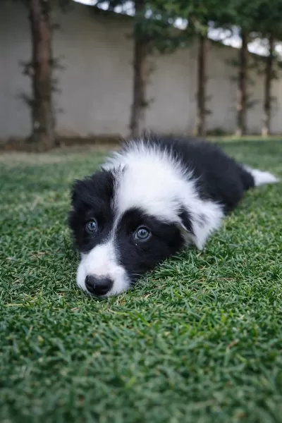 Zeka Küpü Border Collie Yavrular