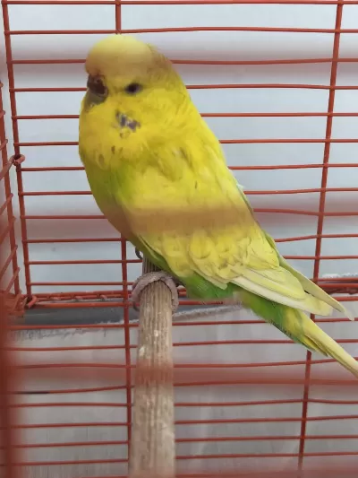 Jumbo Dişi Muhabbet Kuşu