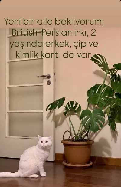 Çok kibar ve uyumlu, tamamen sağılıklı.