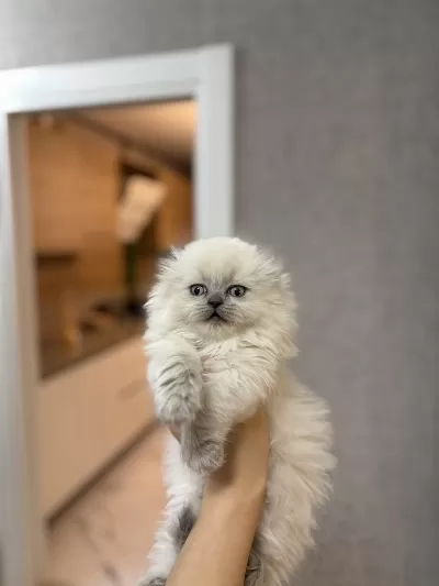Scottish Fold Longhair Yavrularim
