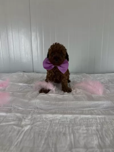 Korekan Poodle Bebekler