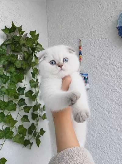 Safkan A Kalite Maviş Gözlü Dünya Güzeli Kedim