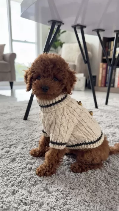 Sağlıklı Orijinal Toy Poodle