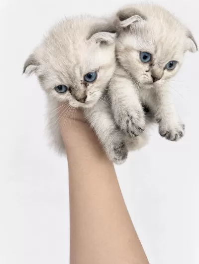 Minik Scottish Fold Bebekler İlanda