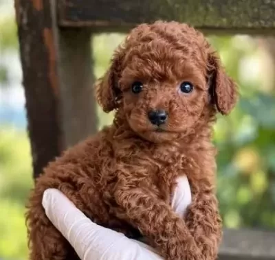 Sevi Mli Toy Poodle Yavrumuz