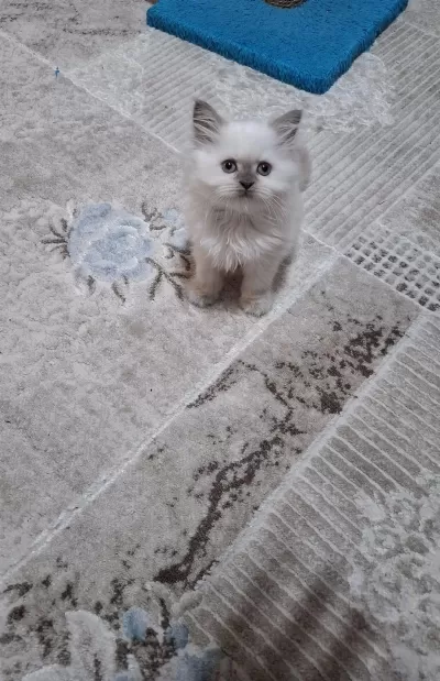 Kedimiz Hakkında Bilgi İçin Mesaj Atın