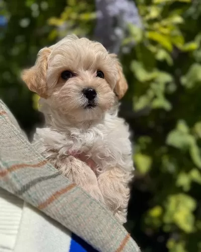 Maltipoo Yavrularımız