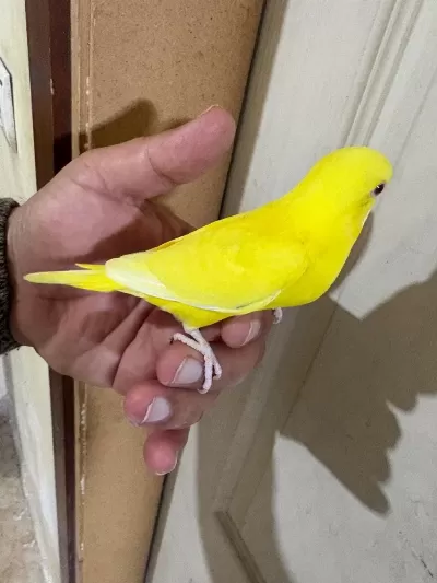 30 Günlük Lutino Bebek Muhabbet Kuşu