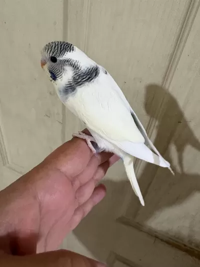 33 Günlük Dişi Bebek Muhabbet Kuşu