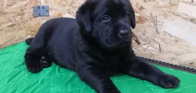 Labrador Retriever Yavrulari Istanbul
