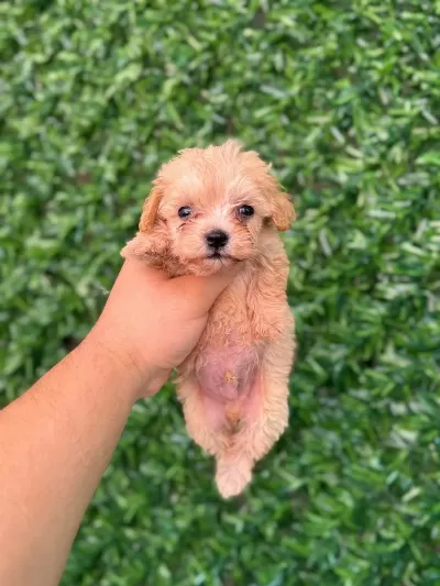 Maltipoo Yavrularımız