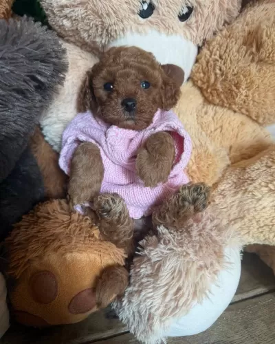 Ruhsatli Köpek Çiftliğinden Toy Poodle Yavrularimiz