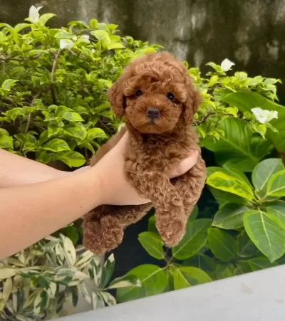Toy Poodle Veteriner Kontrollü Yavrular