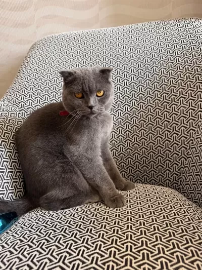 2 Yaşında Kısır Scottish Fold Dişi