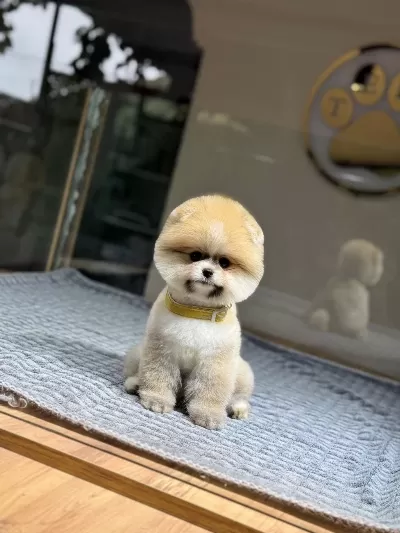 İrk Ve Sağlık Garantili Pomeranian Boo Bebekler
