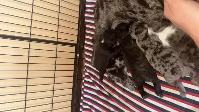 2.5 Hafta Sonra Hazır Exotic French Bulldog 4 Adet