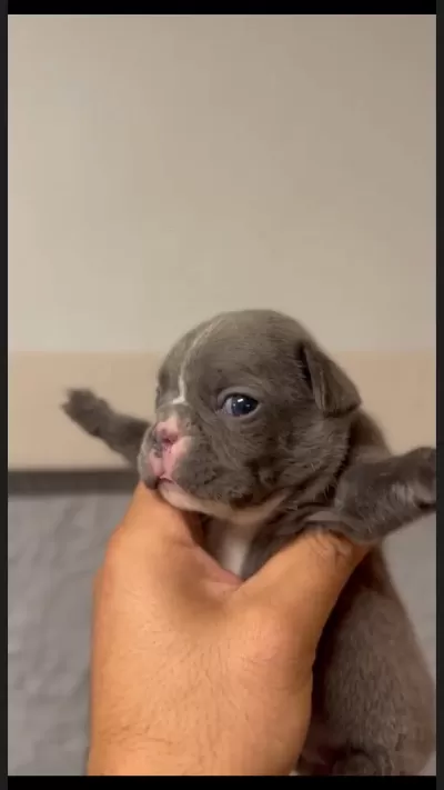 Rezerveye Açık French Bulldog Bebekler