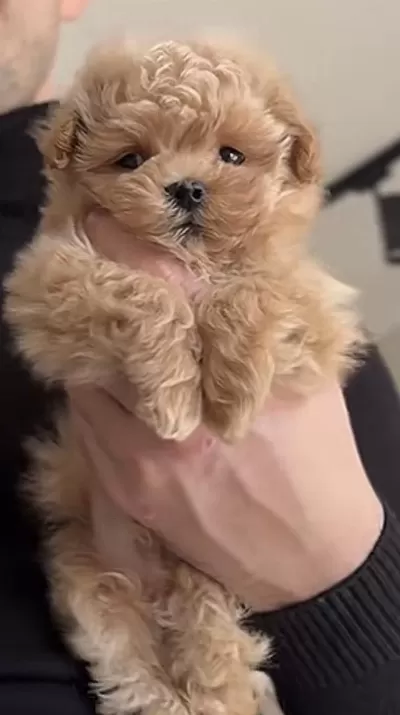 Maltipoo Safkan Köpeğimiz
