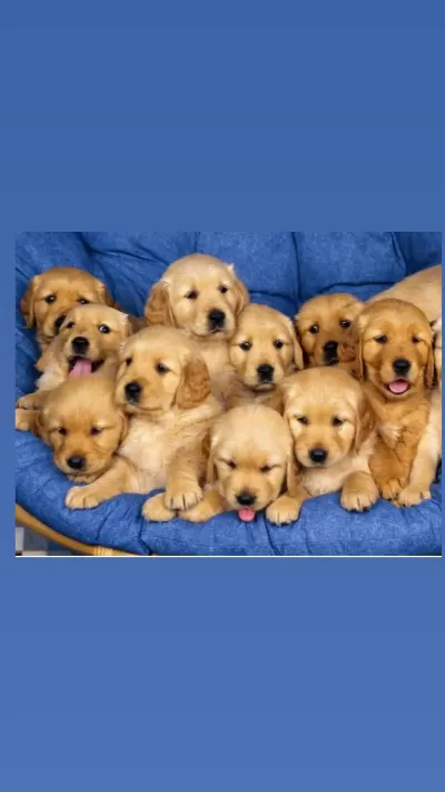 İrk Ve Sağlık Garantili Golden Retriever Bebekler