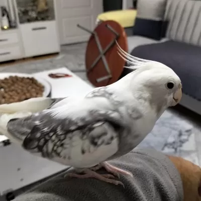 7 Aylık Erkek Sultan Papağanı