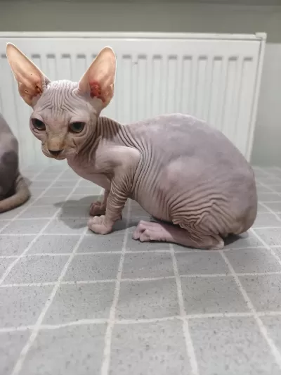 Nakedbeautysphynxcattery Kediler
