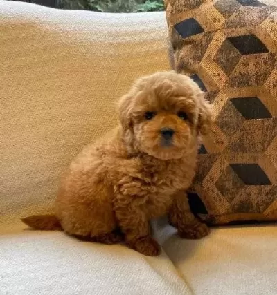 En Sevi̇mli̇ Poodle Yavrulari