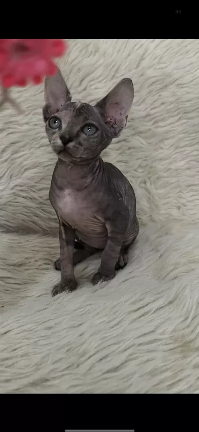 Naked Beauty Sphynx Cattery Yavru Kediler