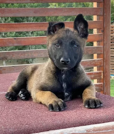Ruhsatli Çi Fli Kten Belçi Ka Mali Noi S Yavrulari I Stanbul