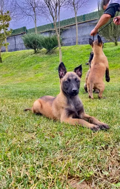 Zeki Ve Atik Belçika Malinois Yavruları Köpek Dünyası