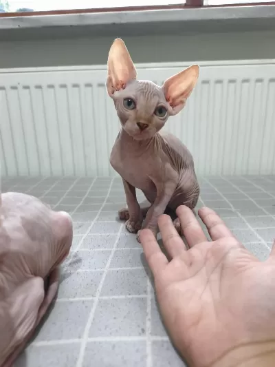 Naked Beauty Sphynx Cattery