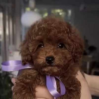 Toy Poodle Köpeğimiz