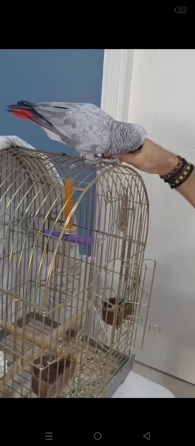 Evcil Konuşan Jako Papağanı
