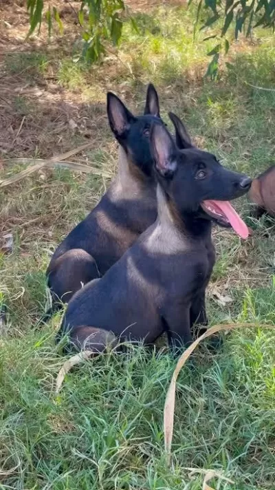 Belçika Malinois Dark Sable