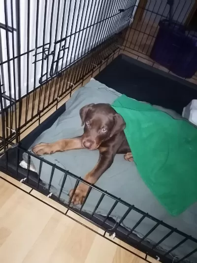 1.5 Aylık Şecereli Safkan Kızıl Doberman