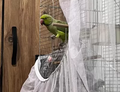 Erkek Pakistan Papağanı