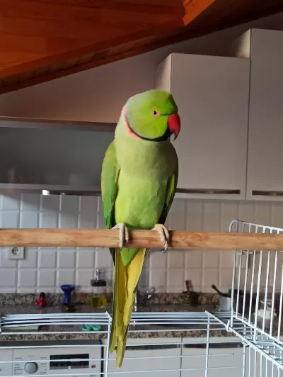 Jumbo Böyle Erkek Pakistan Papağanı